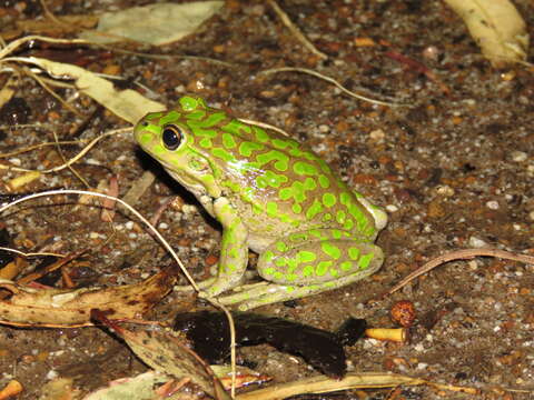 Ranoidea cyclorhynchus (Boulenger 1882)的圖片