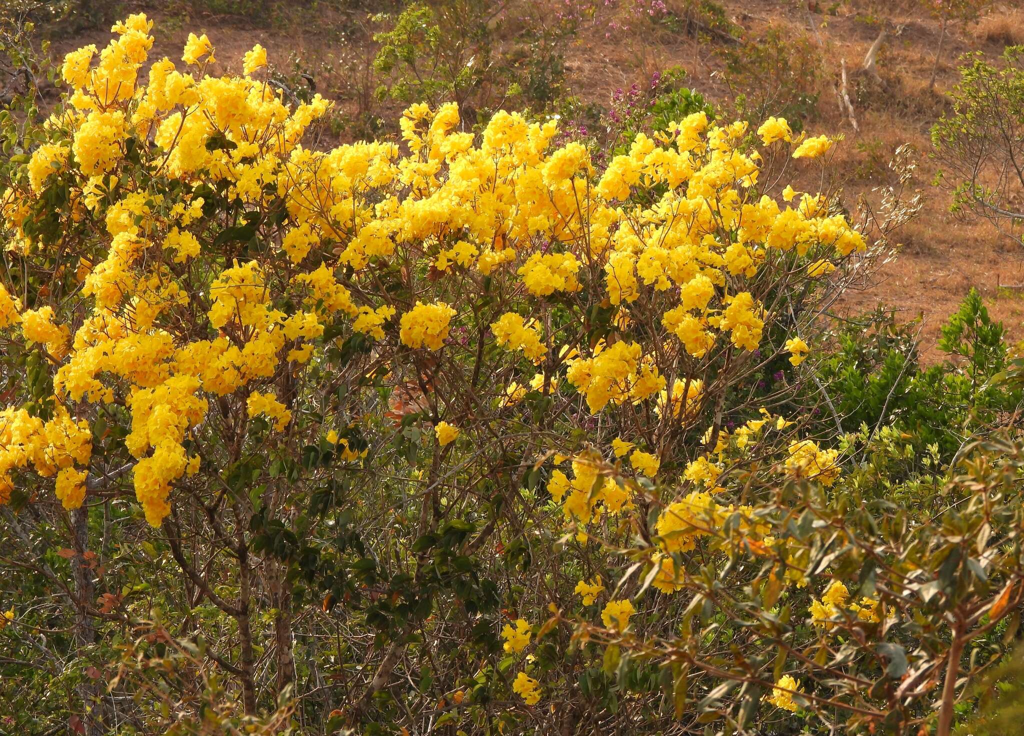 Image of yellow poui