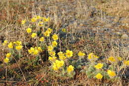 Image of glacier avens