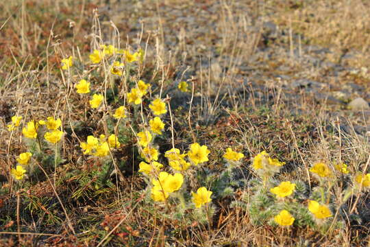 Слика од Geum glaciale J. E. Adams ex Fisch.