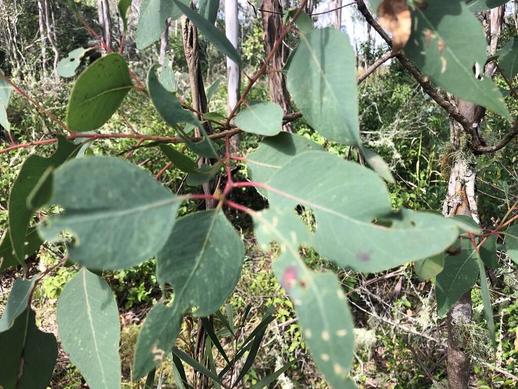 Eucalyptus melliodora A. Cunn. ex Schauer resmi