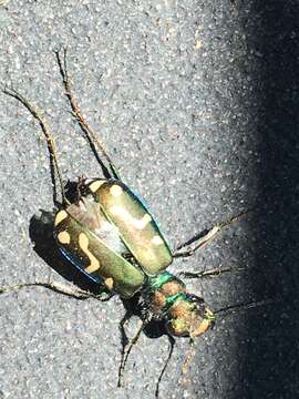 Image of Badlands tiger beetle