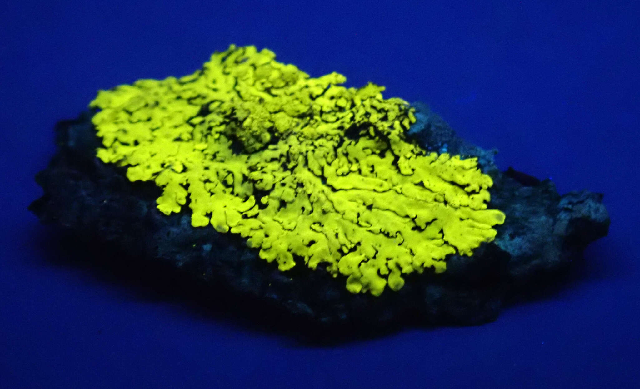 Image of pyxine lichen