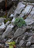 Image of Saxifraga marginata Sternb.