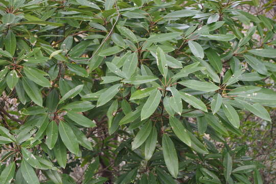 Daphniphyllum teijsmannii Zoll. ex Kurz resmi