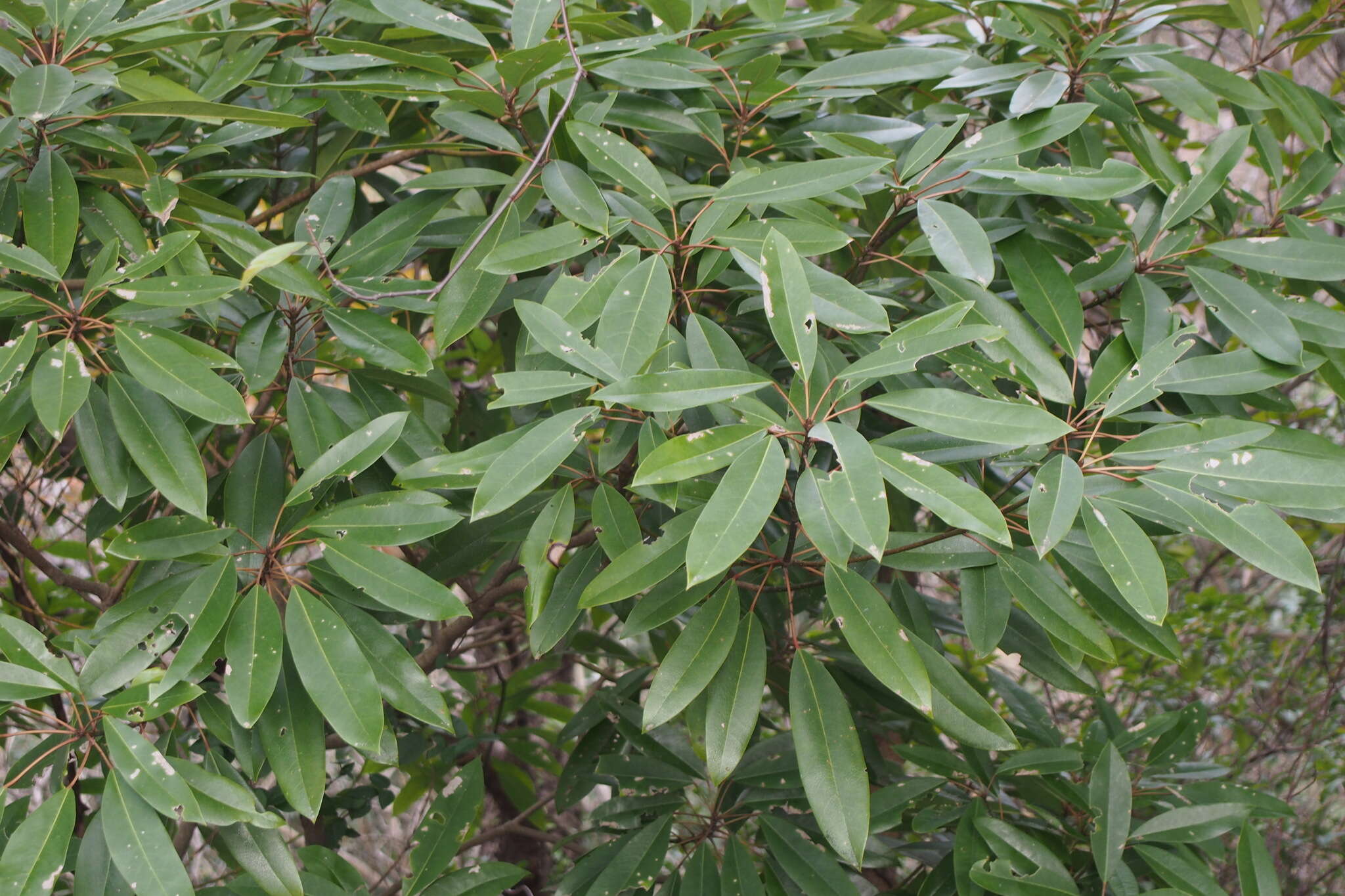 Image of Daphniphyllum teijsmannii Zoll. ex Kurz