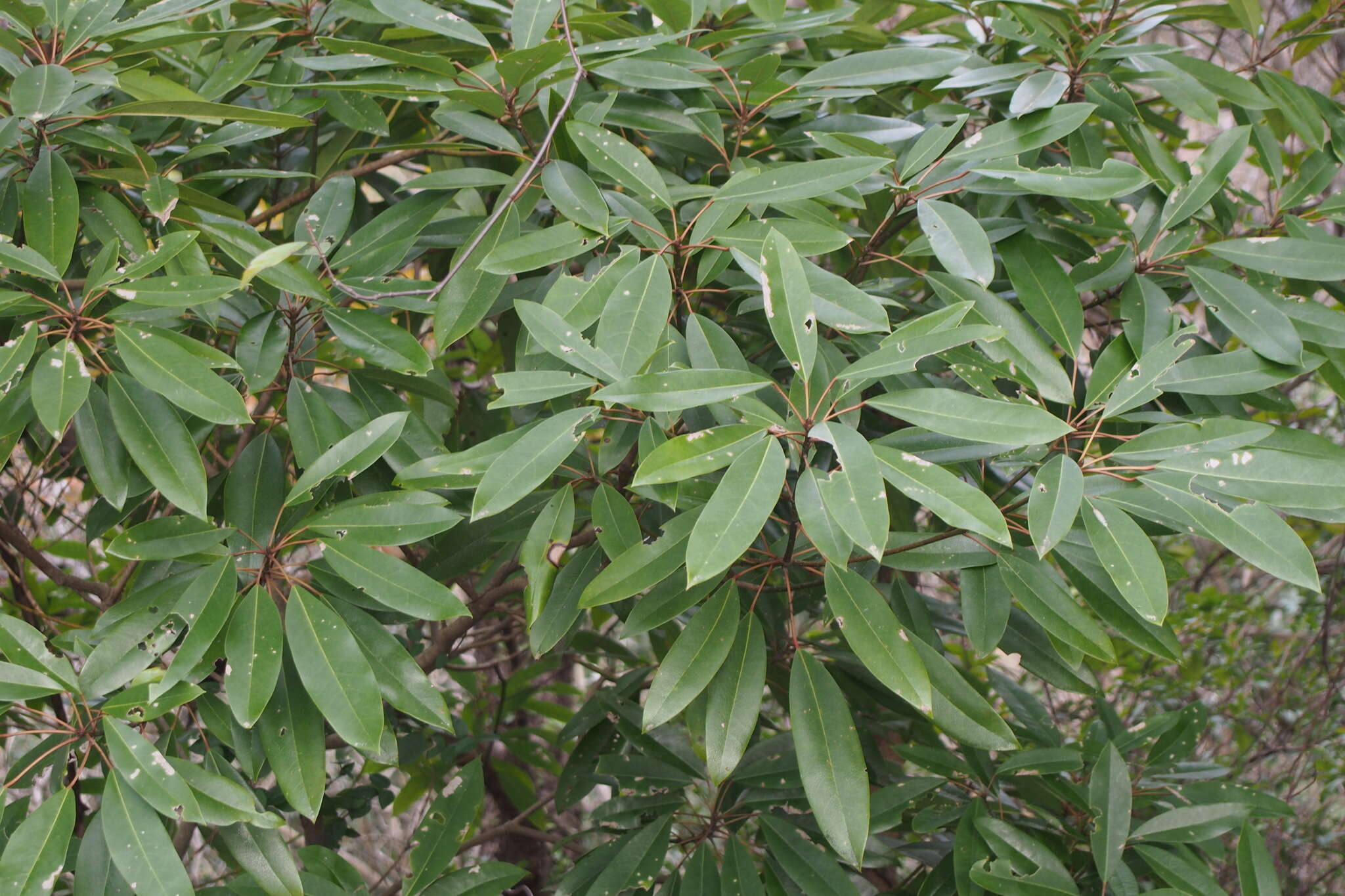 Daphniphyllum teijsmannii Zoll. ex Kurz resmi