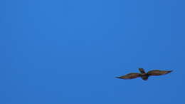 Image of Black Sparrowhawk