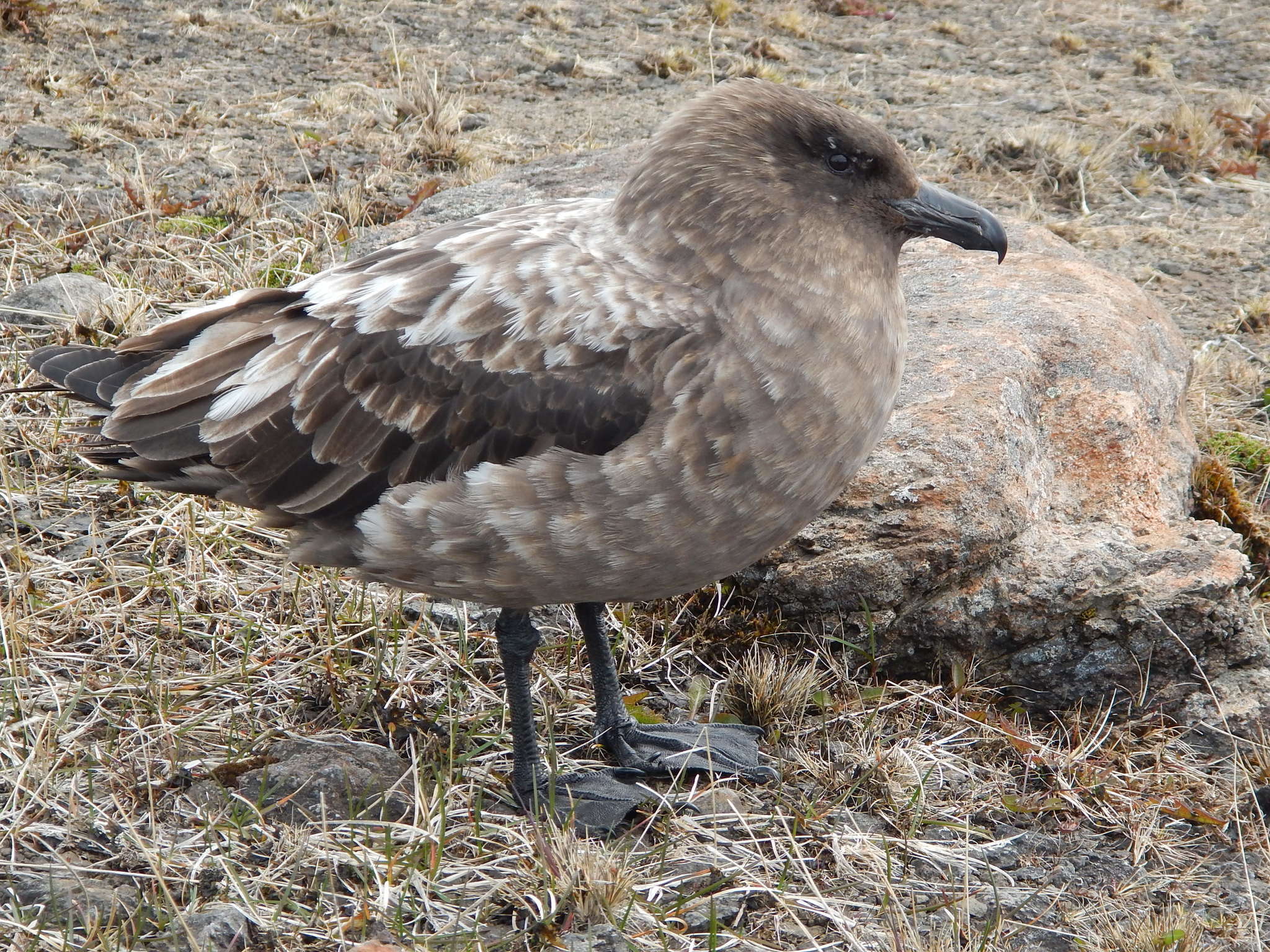 Plancia ëd Stercorarius antarcticus lonnbergi (Mathews 1912)