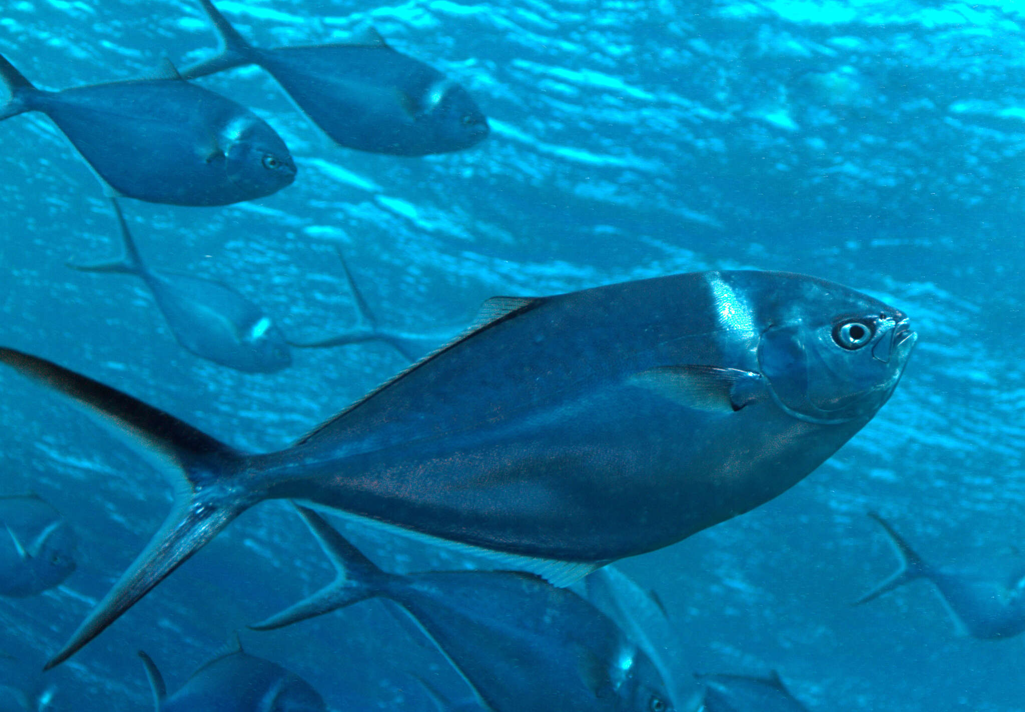 Image of Shortfin pompano