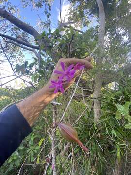 Plancia ëd Psychilis kraenzlinii (Bello) Sauleda