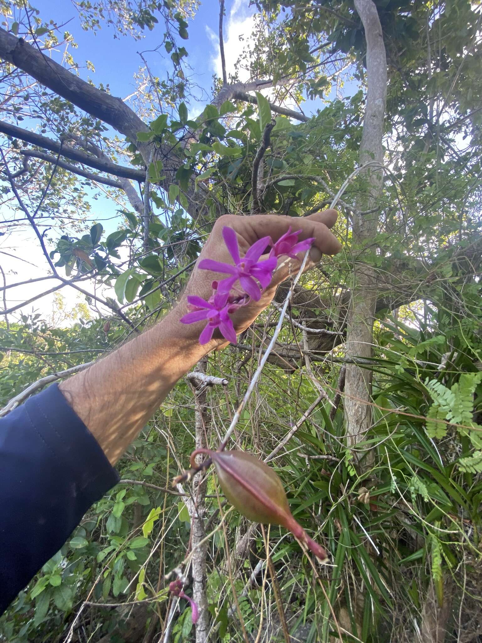 Image of Kraenzlin's Epidendrum