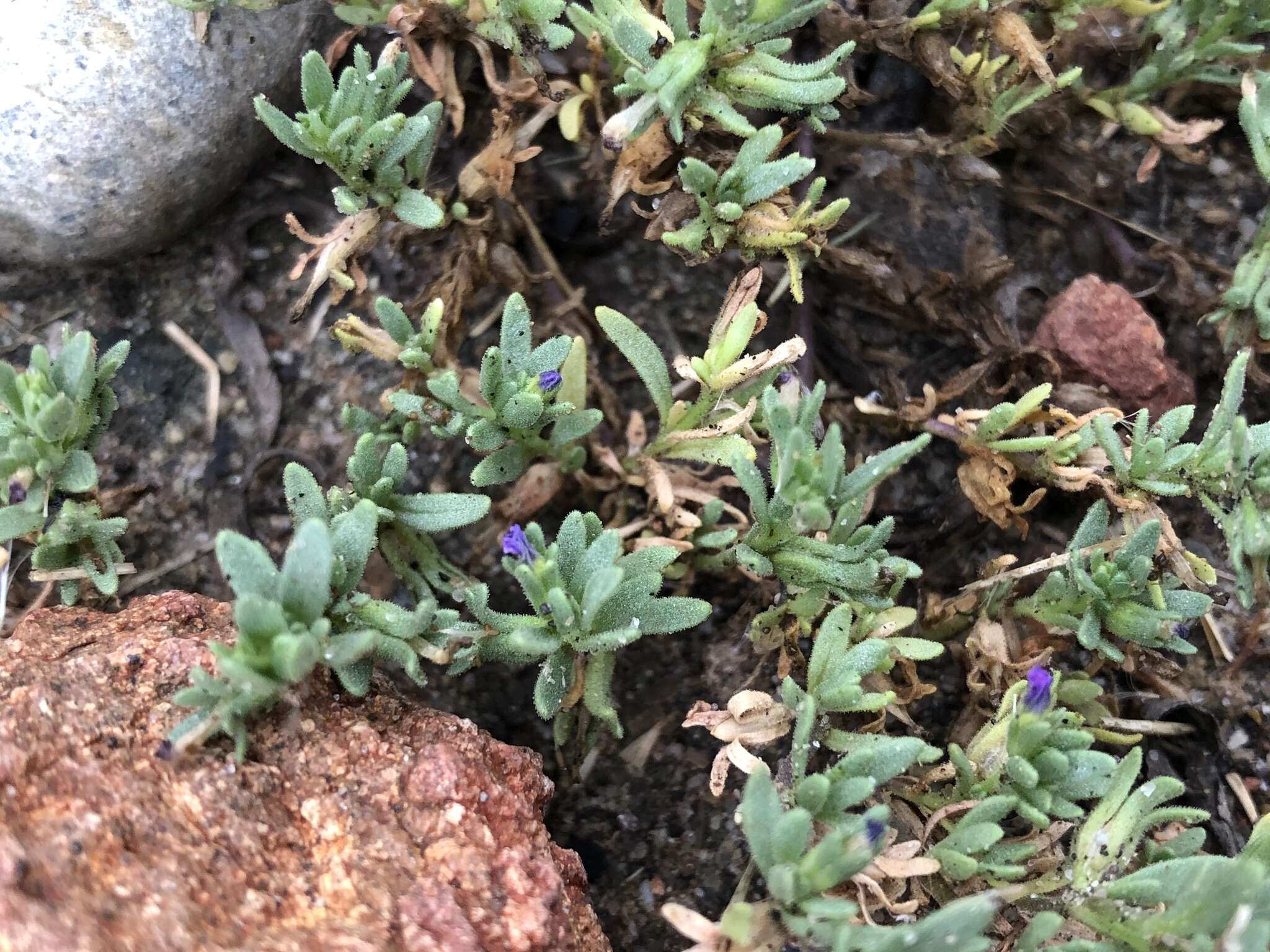 Image of seaside petunia