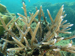 Sivun Acropora intermedia (Brook 1891) kuva