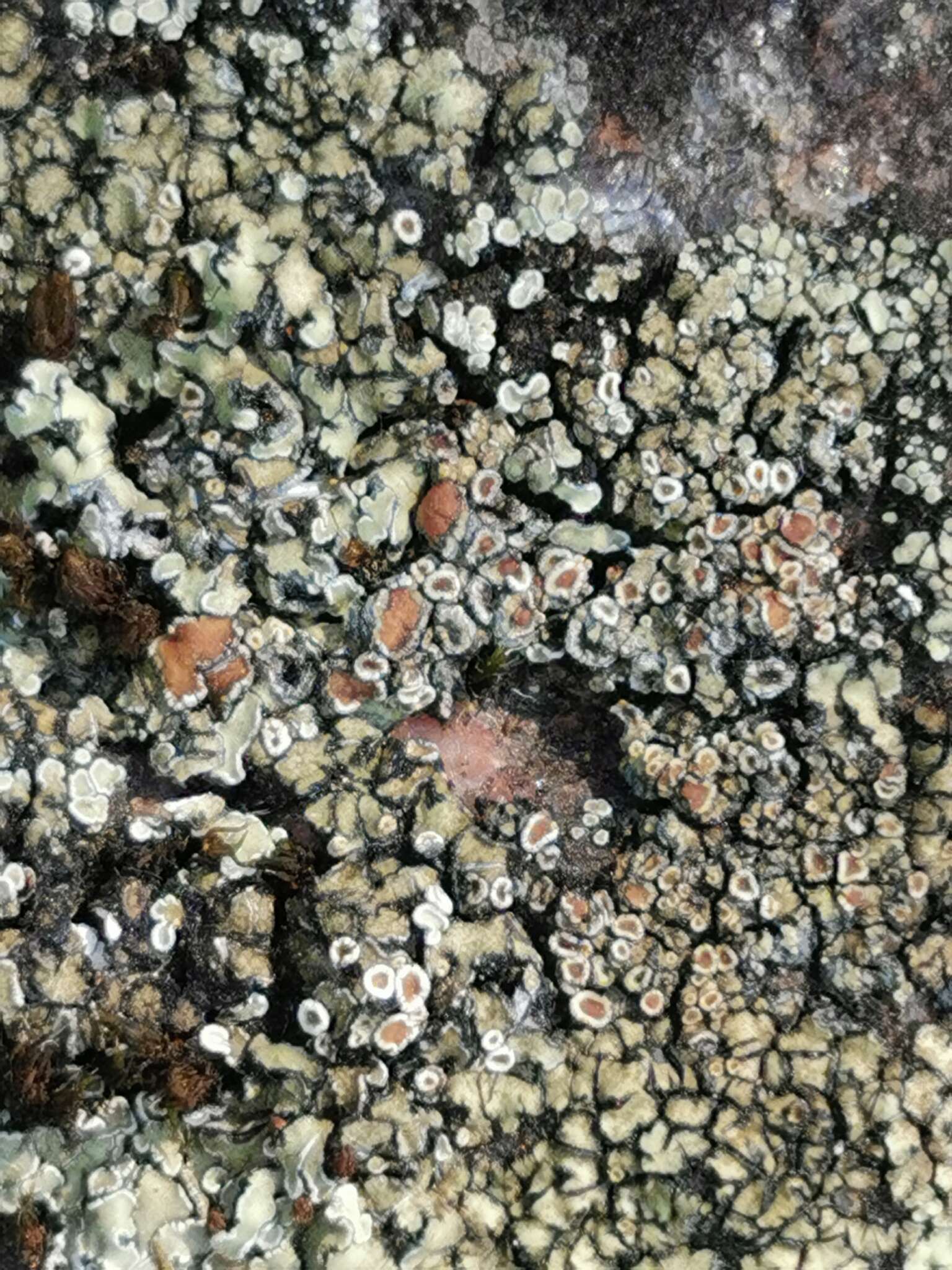 Image of <i>Lecanora bolcana</i>