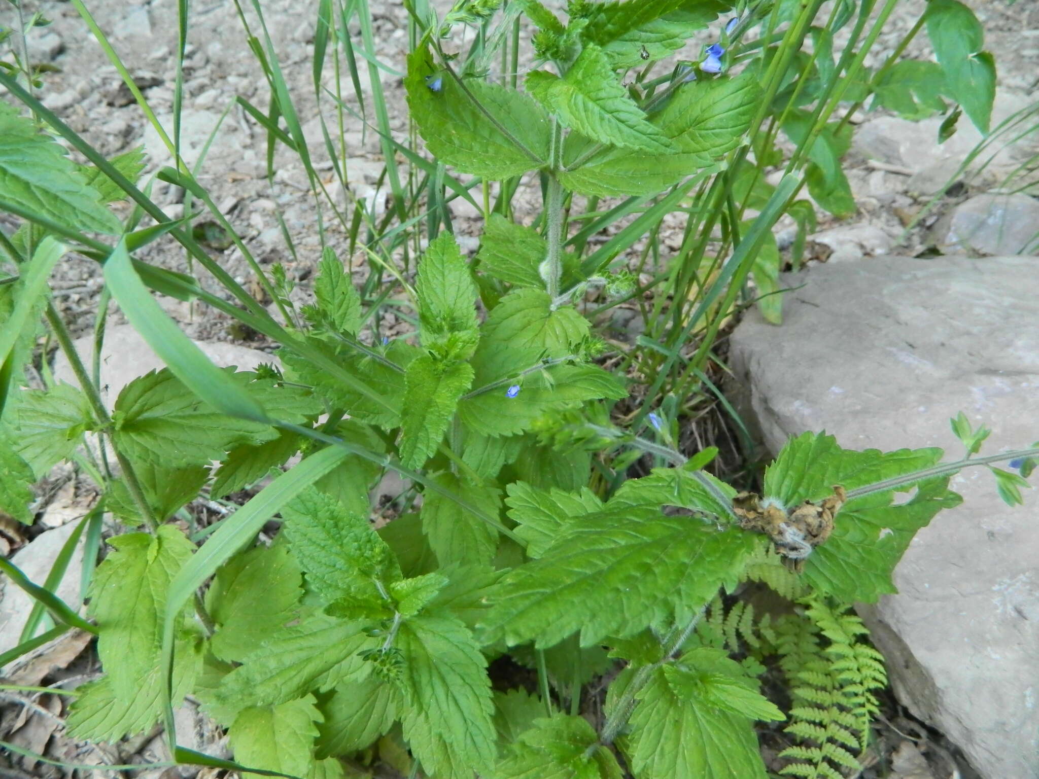 Image of Veronica magna M. A. Fischer