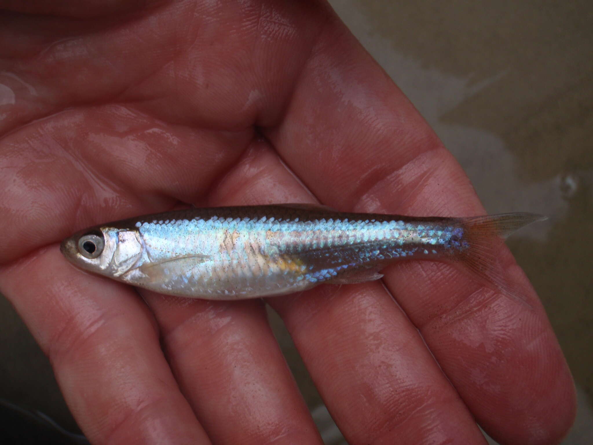 Image of Emerald Shiner