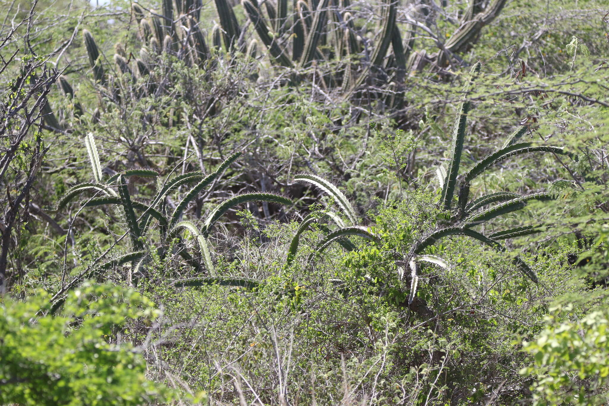 Image of leptocereus