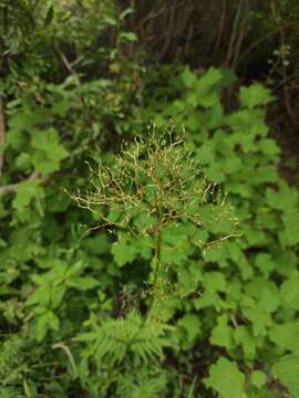 Imagem de <i>Valeriana transjenisensis</i>