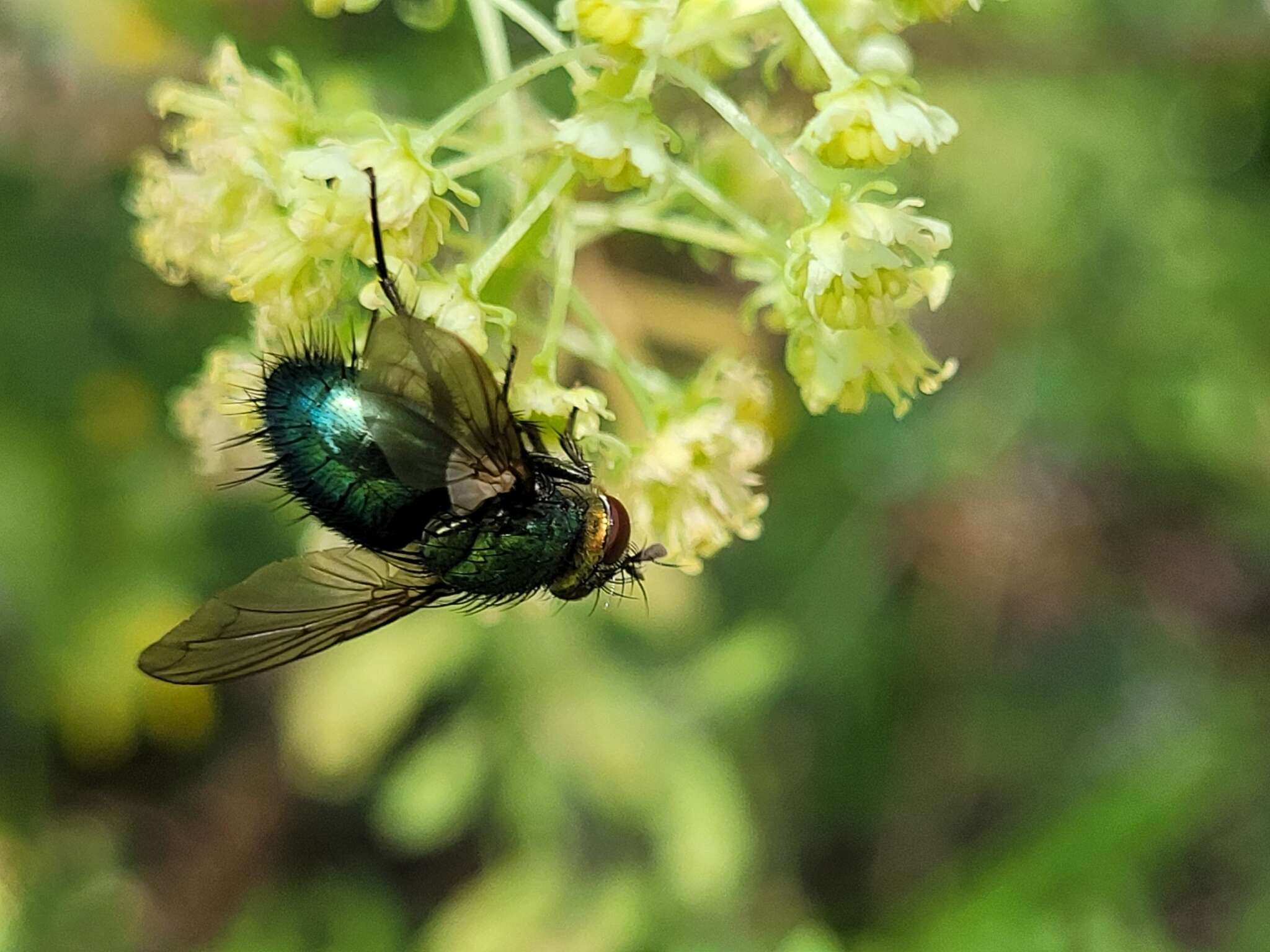 Image of Chrysosomopsis aurata (Fallén 1820)