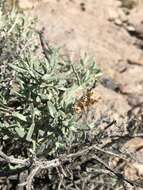 Image of Utah butterflybush