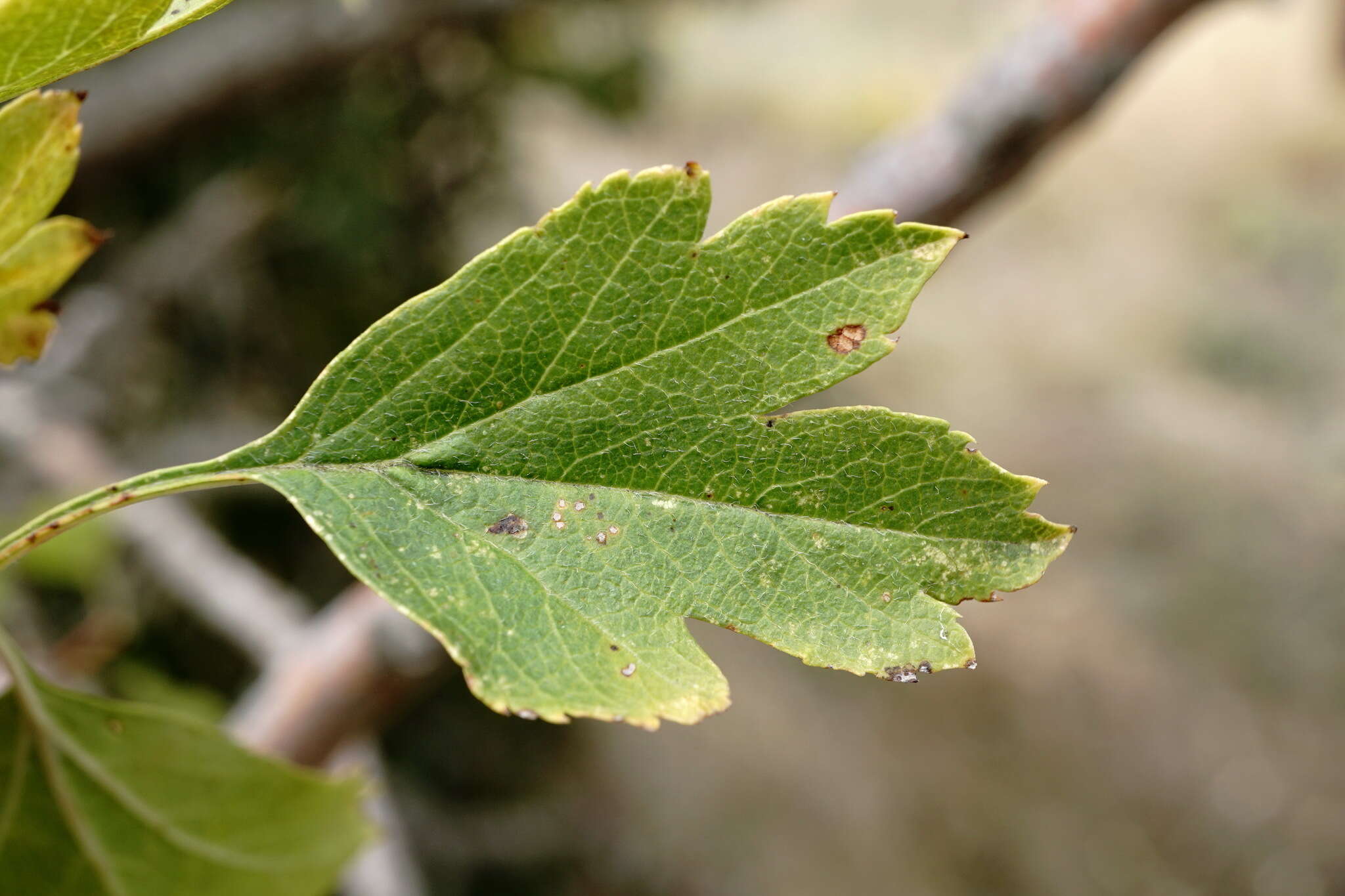 Image of Crataegus karadaghensis Pojark.