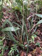 Image of Calanthe davidii Franch.