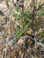 Image of Calceolaria purpurea R. Grah.