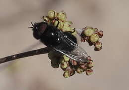 Image of Comstock's Bromeliad Fly