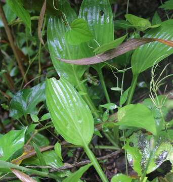 Image of Hosta sieboldii (Paxton) J. W. Ingram