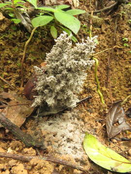 <i>Xylaria terricola</i>的圖片