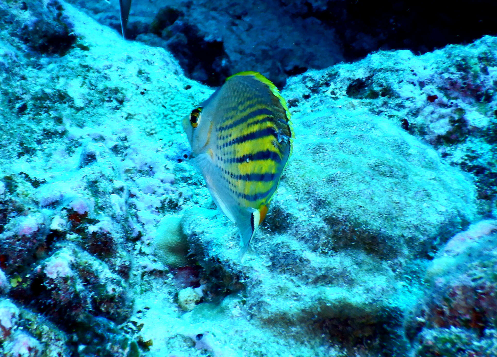 Image of Dot and dash Butterflyfish