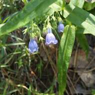 Image of prairie bluebells