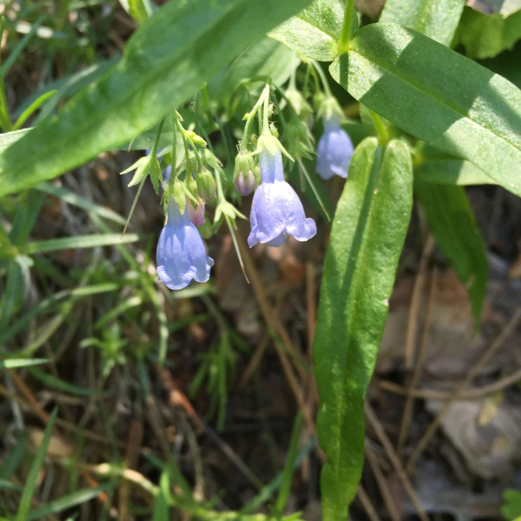 Image de Mertensia lanceolata (Pursh) A. DC.