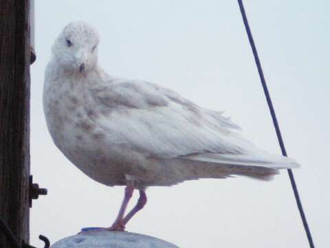 Image of Glaucous Gull