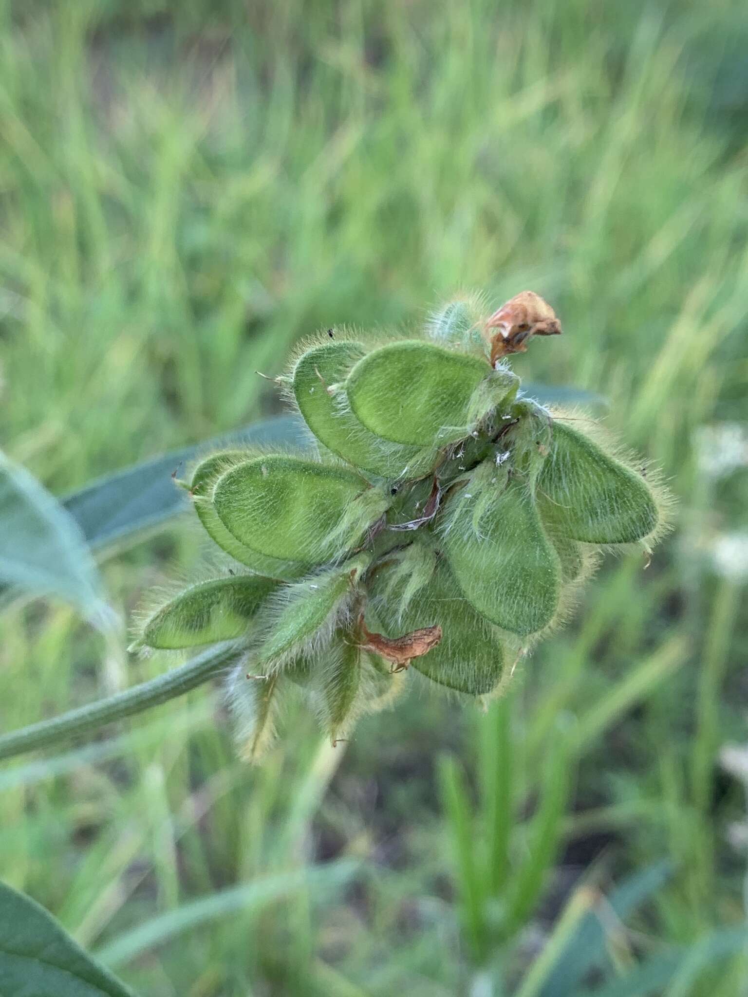 Image of Eriosema salignum E. Mey.