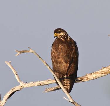 Image of Cuban Black Hawk