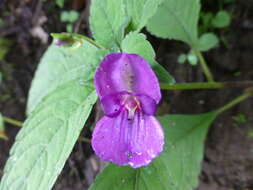 Image of Impatiens puberula DC.