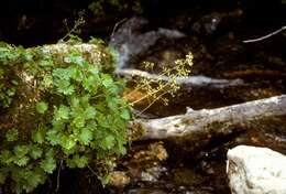 Imagem de Sullivantia hapemanii (Coult. & Fish.) Coult.