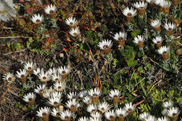 Image of Helichrysum retortum (L.) Willd.