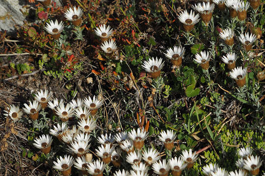 Sivun Helichrysum retortum (L.) Willd. kuva