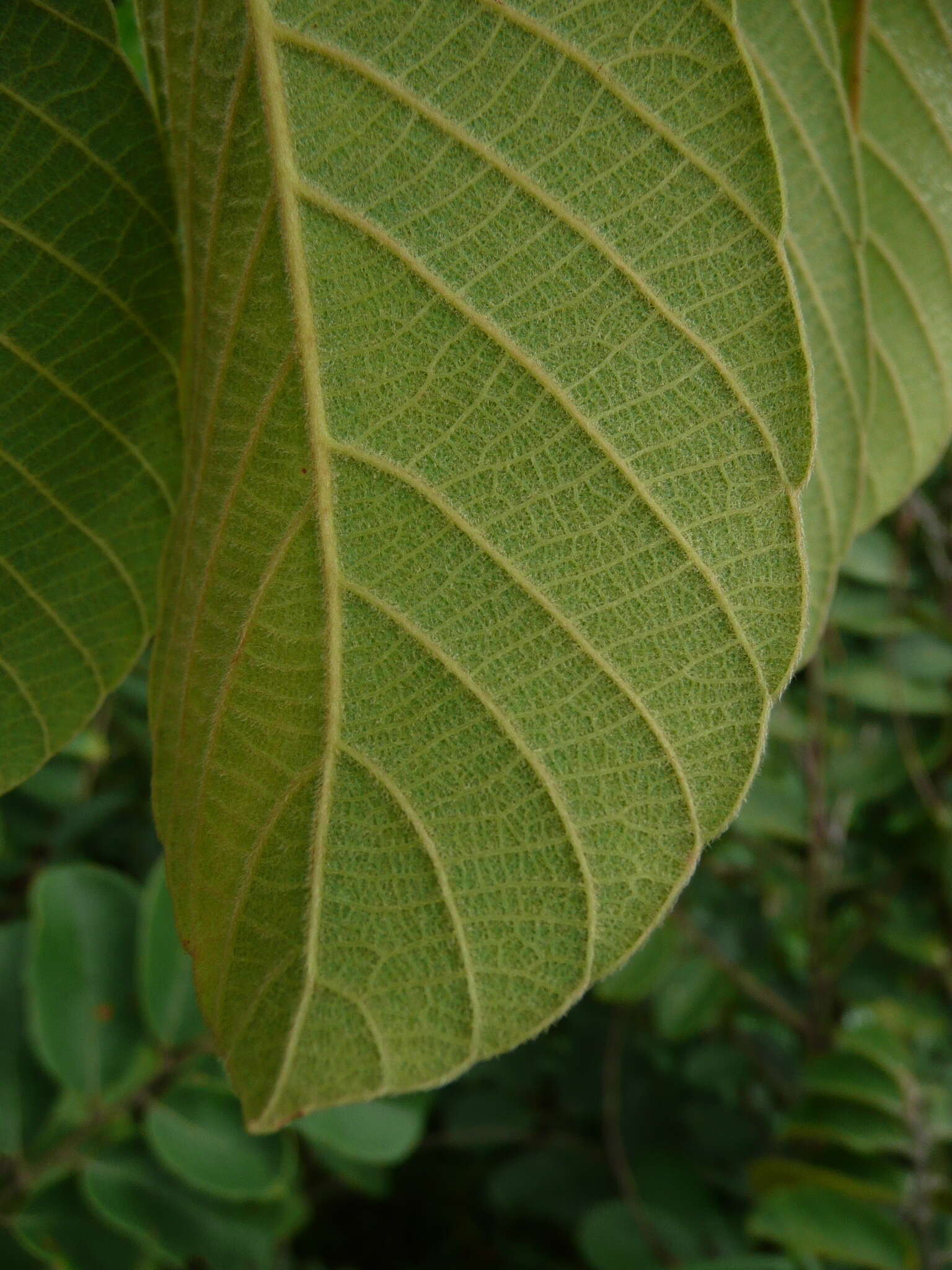 Image of Bridelia ferruginea Benth.