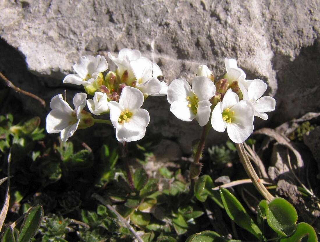 Image of Arabis scopoliana Boiss.