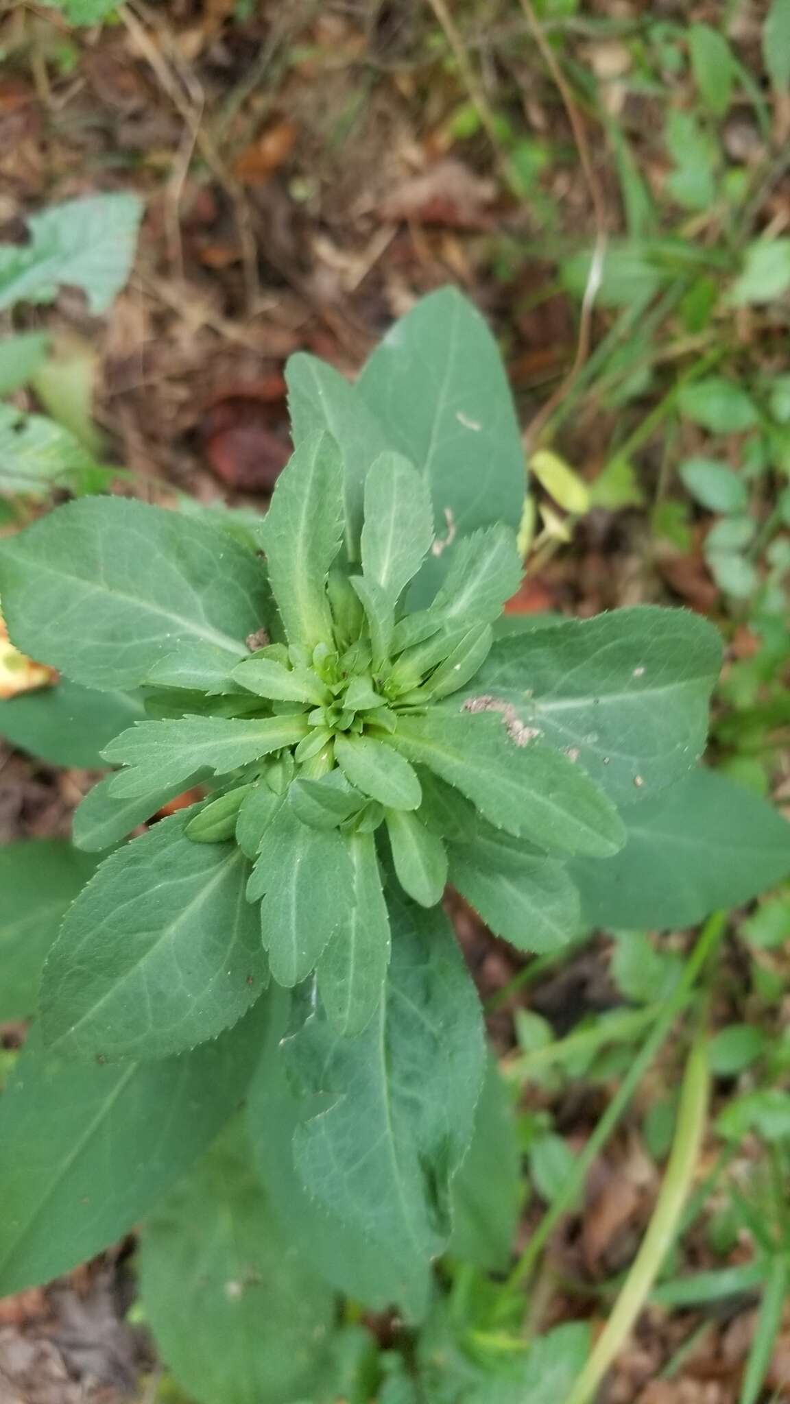 صورة Asphondylia pumila Plakidas 2016