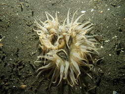 Image of Striped anemone