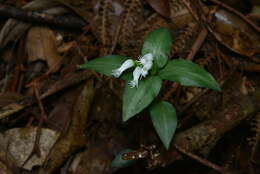 Image of Cheirostylis octodactyla Ames