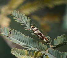 Image of Macrobathra desmotoma Meyrick 1886