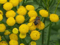 Image of Phasia aurigera (Egger 1860)