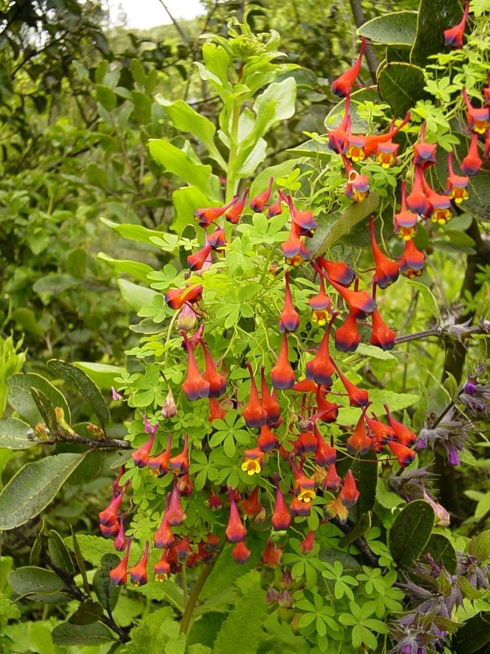 Image of Tropaeolum tricolor Sw.