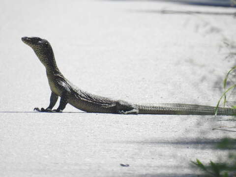 Image of blue-tail monitor